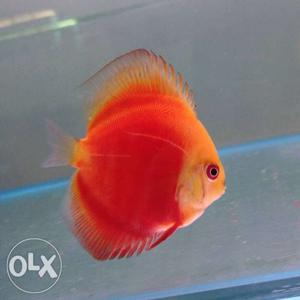 Red melon discus 3-3.5 inches. One pair available.