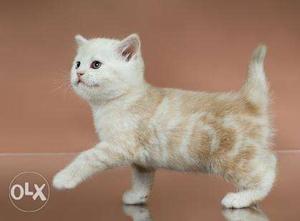 Short-coated White And Orange Cat