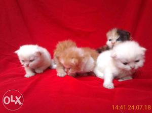 Short-fur White And Brown Kittens