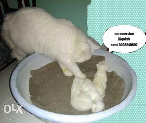 Short-haired White Cat And Three Kittens