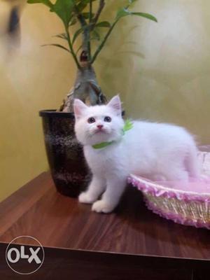 Short-haired and long hair traind.persian cats kitten sale.
