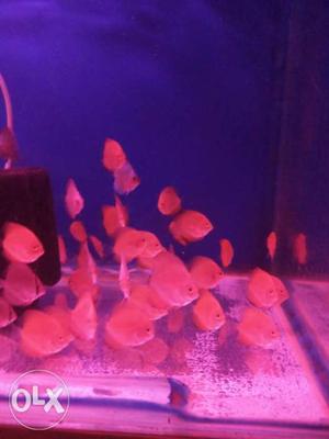 Small size discus available more than 500pc...