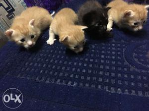 Three Orange And One Black Kittens