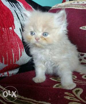 Tigrdoll 2 mnths old male persian kitten
