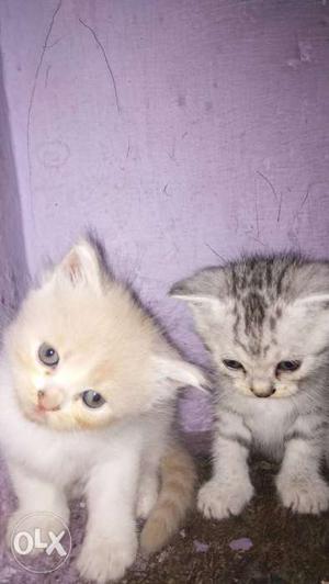Two Short-haired Beige And Gray Kittens