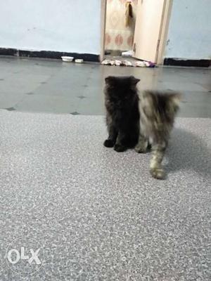 Two Short-haired Black And Gray Kittens