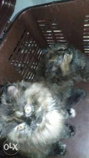 Two persian female cats for urgent sale