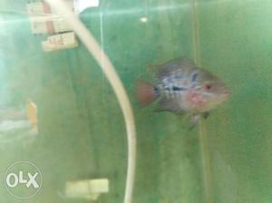 Wanted to sell srd head popped flowerhorn of 2.5