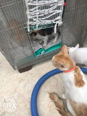 White And Golden brown Turkish van breed