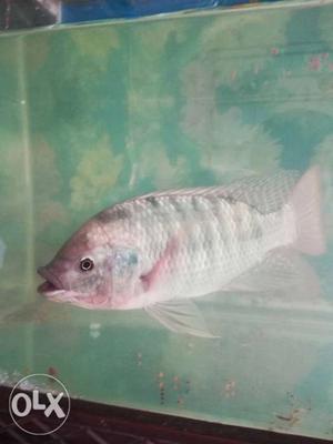 White And Gray Cichlid Fish