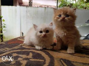 White And Orange Kittens