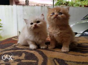 White And Orange Tabby Persian cats kitten sale.