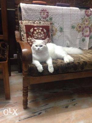 White Cat In Nagercoil