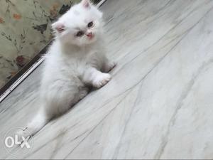 White Long-haired White Kitten