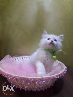 White Persian cats kitten sale different price and