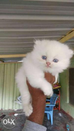 White Persian himalayan Kitten