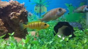 Yellow And blue Cichlid 2.5 inch size more varieties