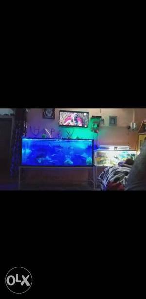 14 inch 9 inch 8 inch 6 inch shark fish for sale