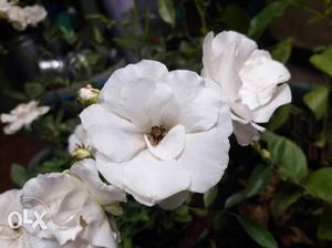 White Rose (white gulab) plant