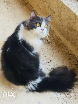 1.5 years old persian male cat available for