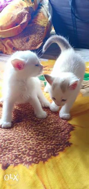 1 month old 2 baby kittens ragdoll breed blue eyes for 