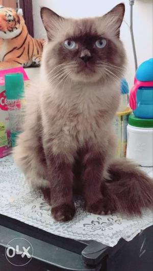 1 year old male himalyan persian cat fixed price
