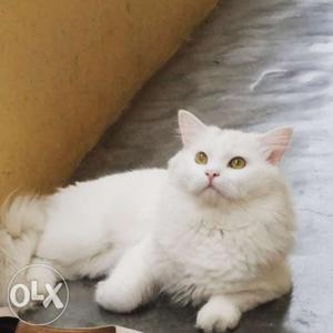 1 year old male persian ready to mate