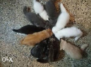 15 pure Persian cats for sell. each cost