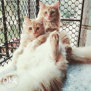2 Persian cat male&female breeding pair 1 year old all