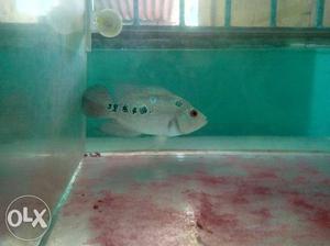 2 flowerhorn sell in 300rs.