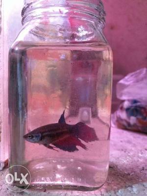 2 full growth female betta fish