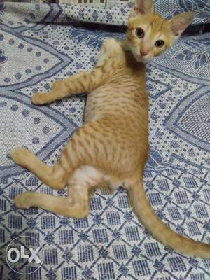 2 month old male ginger cat Shona looking for a