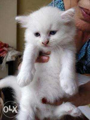2 months old Persian kitten,full white,persian