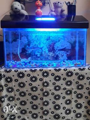 2×1 fish tank+2shark fish blak & white+air pump