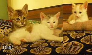 3 Cute Kitteis for adoption