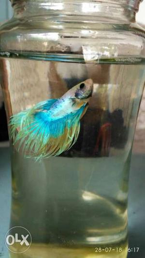 3 different crown Betta fish for sale.