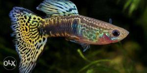 3 guppies for sale, photo is for illustration