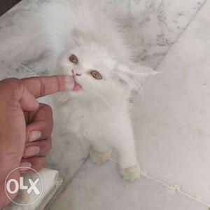 3 month old female Persian Cat for sale fixed