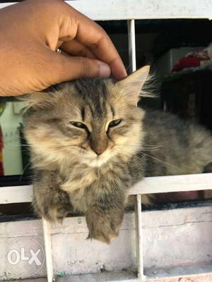 3 months old Female Persian Cat. Full trained