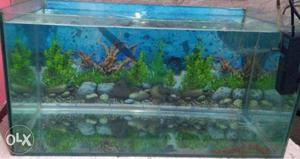 3/2 feet aquarium with 1top filter urgent sale