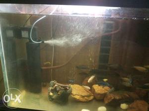 4 feet aquarium tank + 60 cichlids fishes