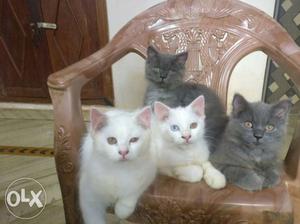 4 male persian kittens 3 months old. very