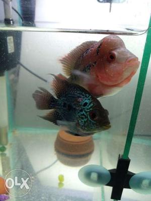 4 months old set male female Flowerhorn pair