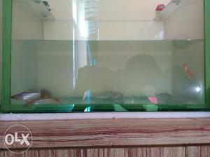 4 shrak:--Rstige fish:--Rs gold