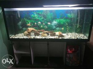 5 feet aquarium + 10 bid cichlids fishes