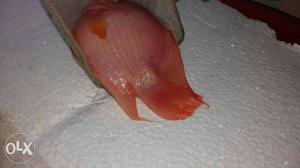 500gm light red parot fish