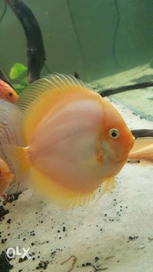 6 inches Snow White discus one piece