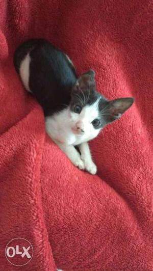 6 week old kitten is available for adoption...healthy &
