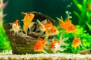 7 gold fish in 550rs