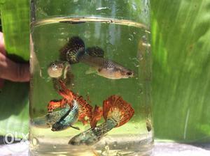 7color guppy for sale